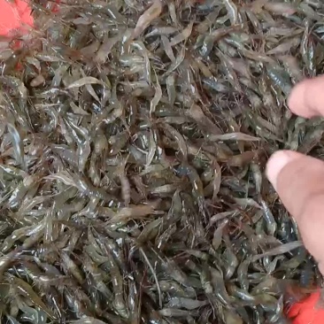 河虾