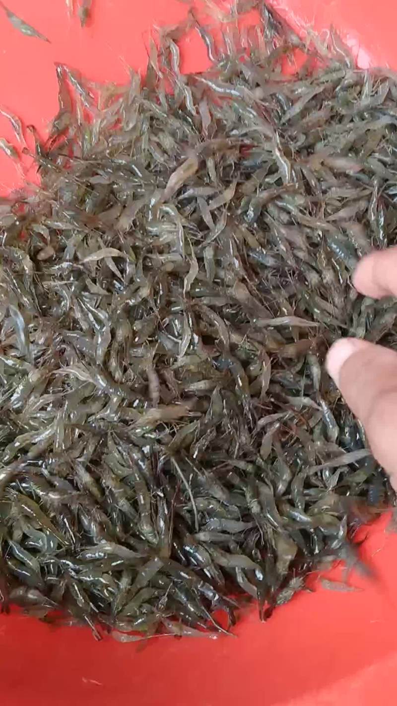 河虾