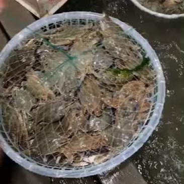 水蟹小梭子蟹飞蟹水产活鲜成活率高肥度好梭子蟹