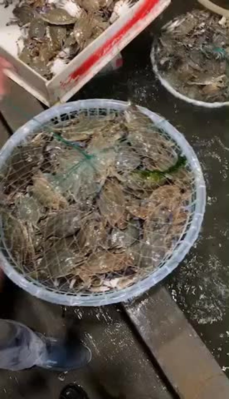 水蟹小梭子蟹飞蟹水产活鲜成活率高肥度好梭子蟹