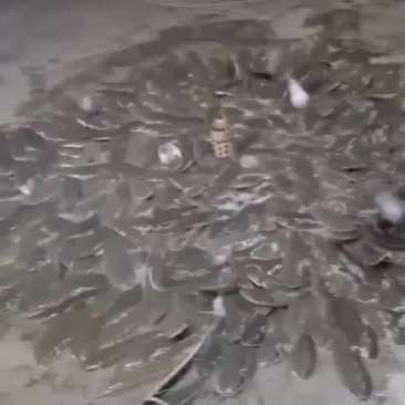 龙利鱼舌鳎鱼舌头鱼比目鱼鳎目鱼