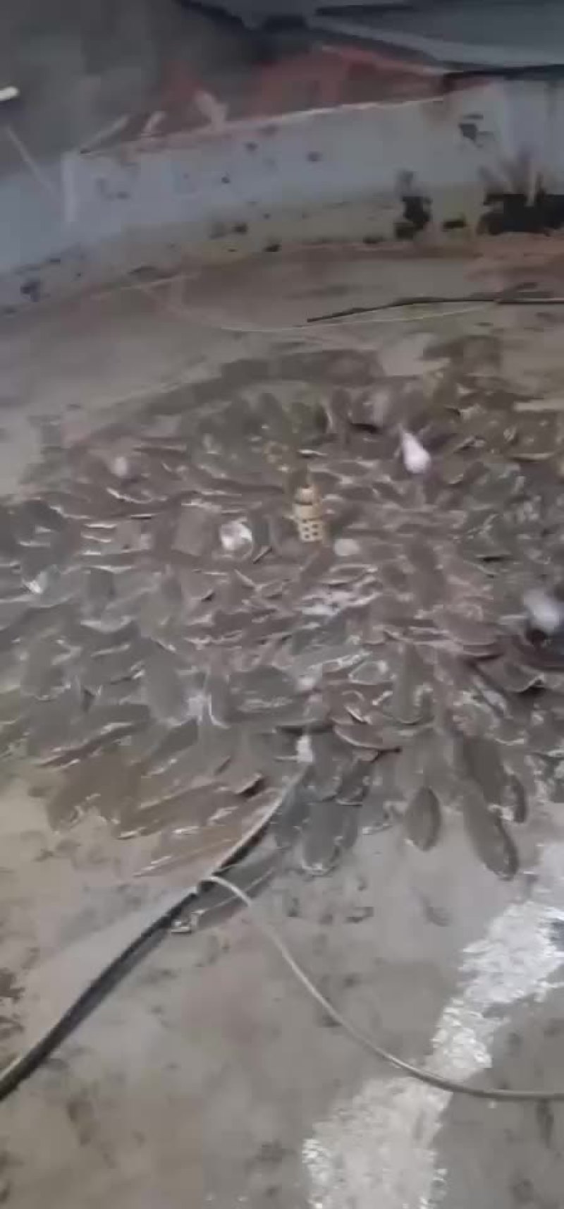 龙利鱼舌鳎鱼舌头鱼比目鱼鳎目鱼