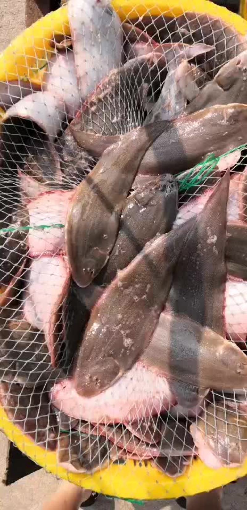 龙利鱼舌鳎鱼舌头鱼比目鱼鳎目鱼