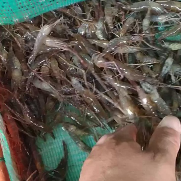 河虾
