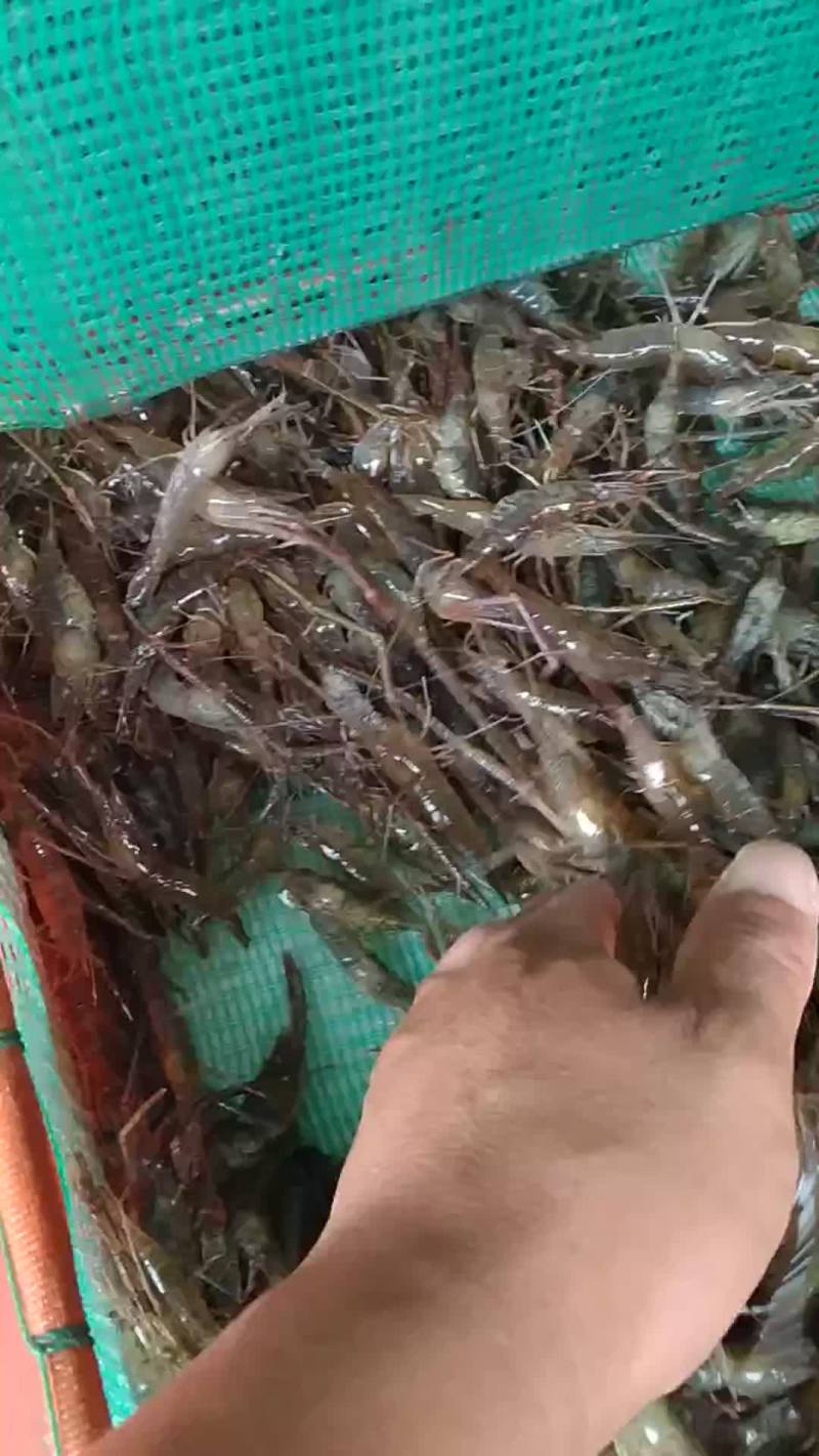 河虾