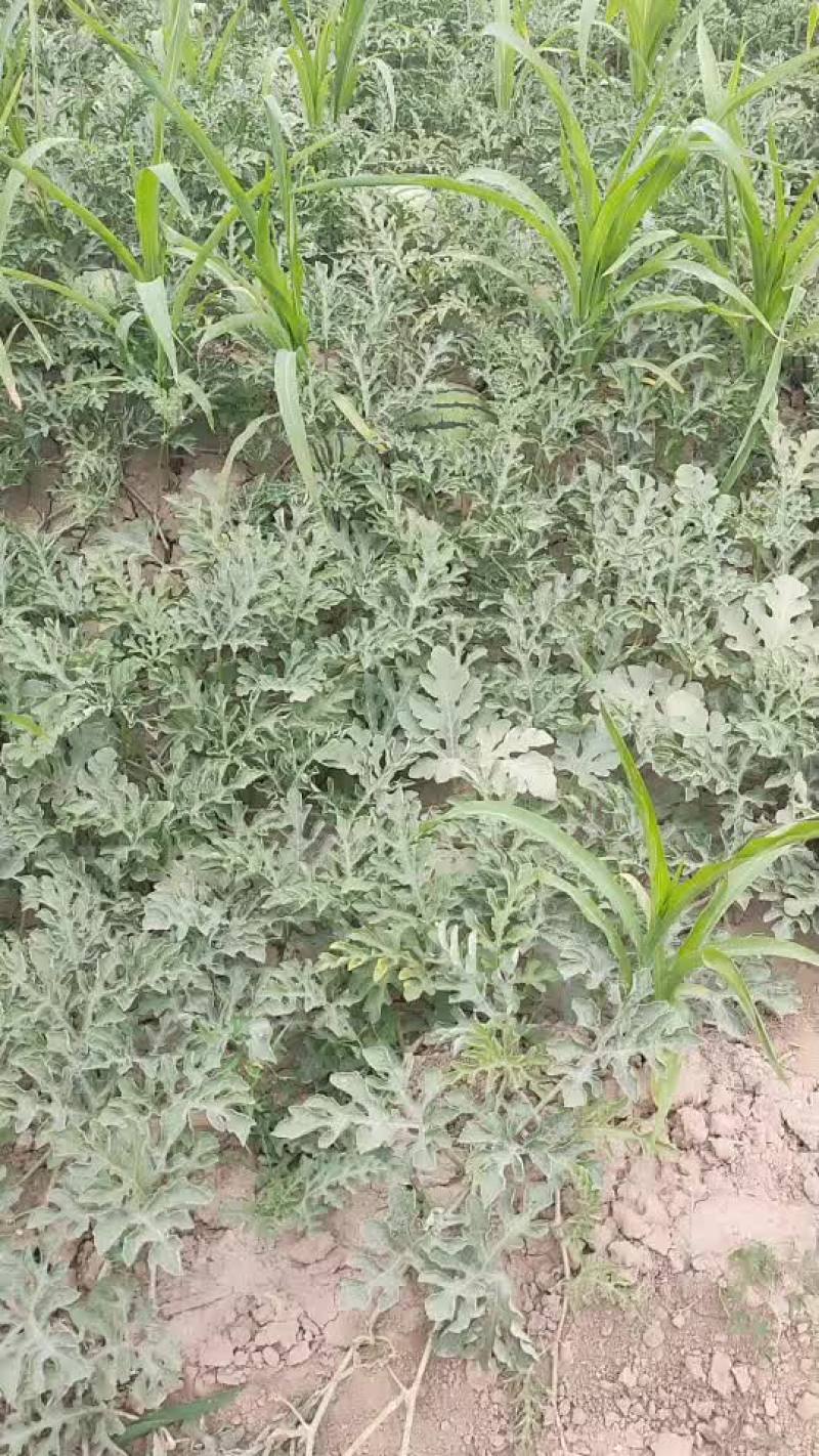 台头西瓜