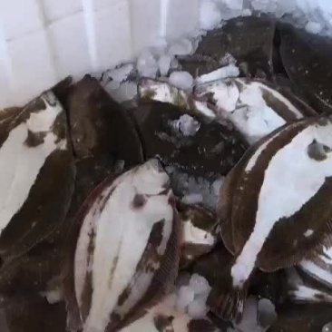 鲜活牙鲆鱼，偏口鱼，比目鱼
