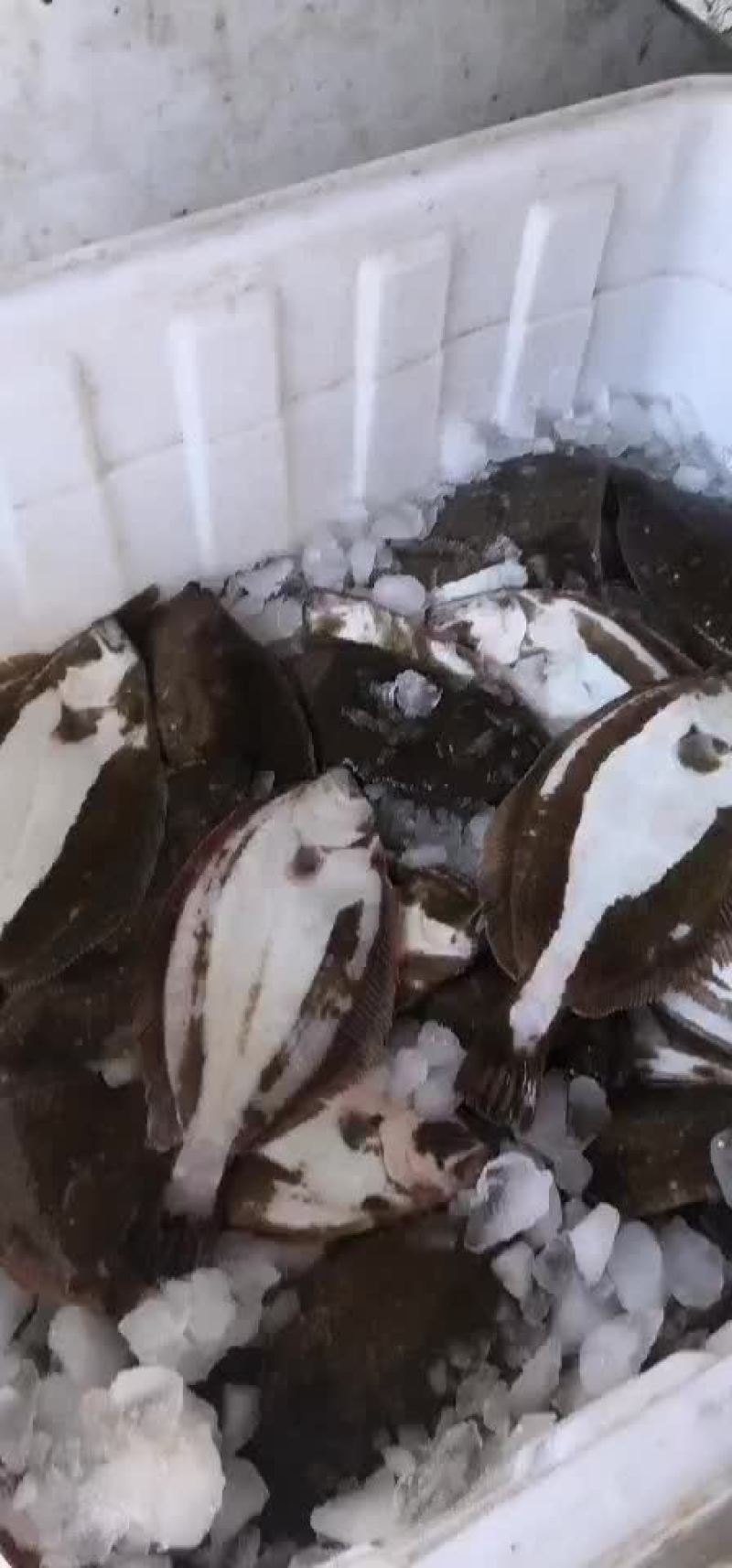 鲜活牙鲆鱼，偏口鱼，比目鱼
