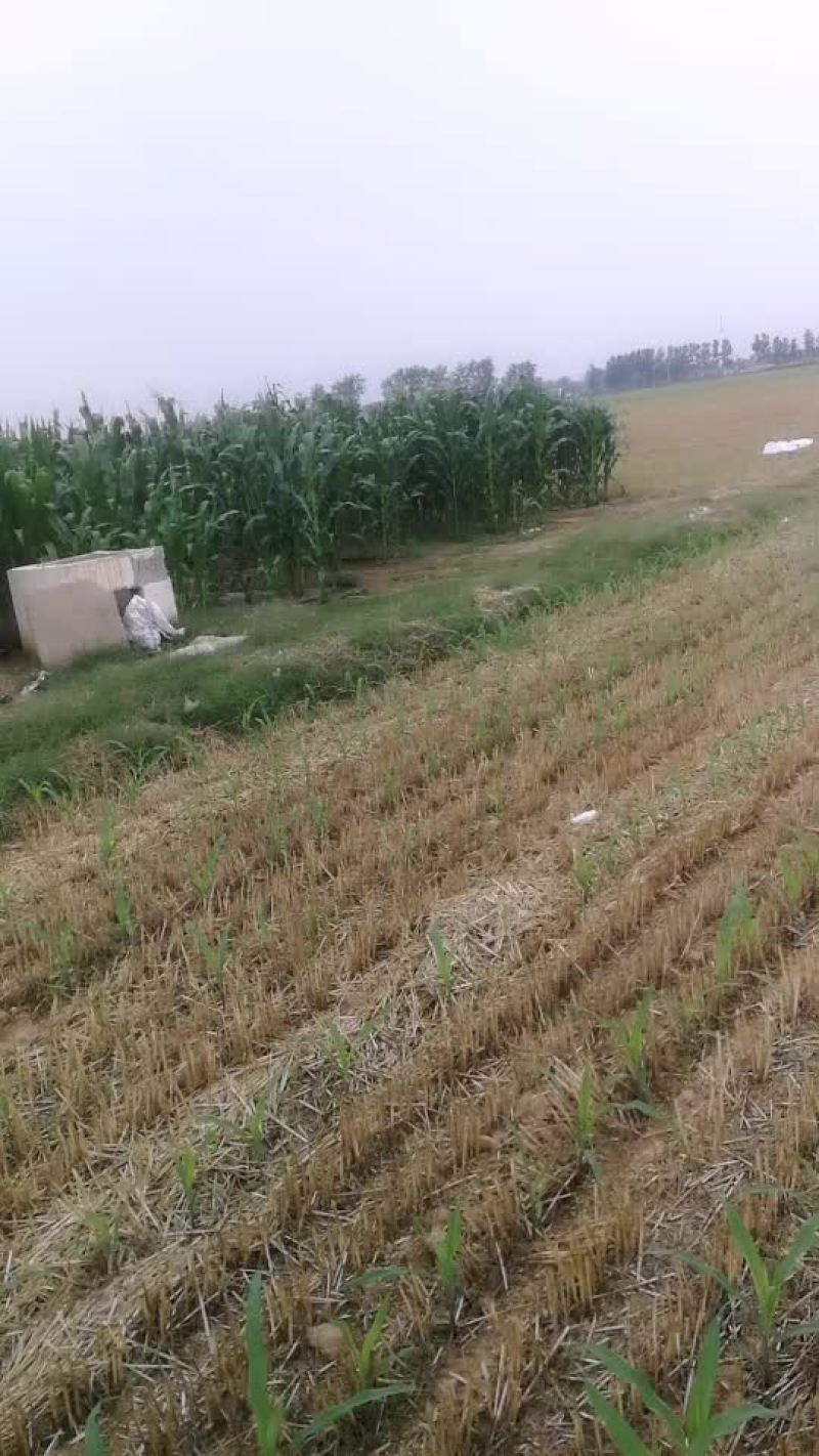 十亩黏甜玉米！