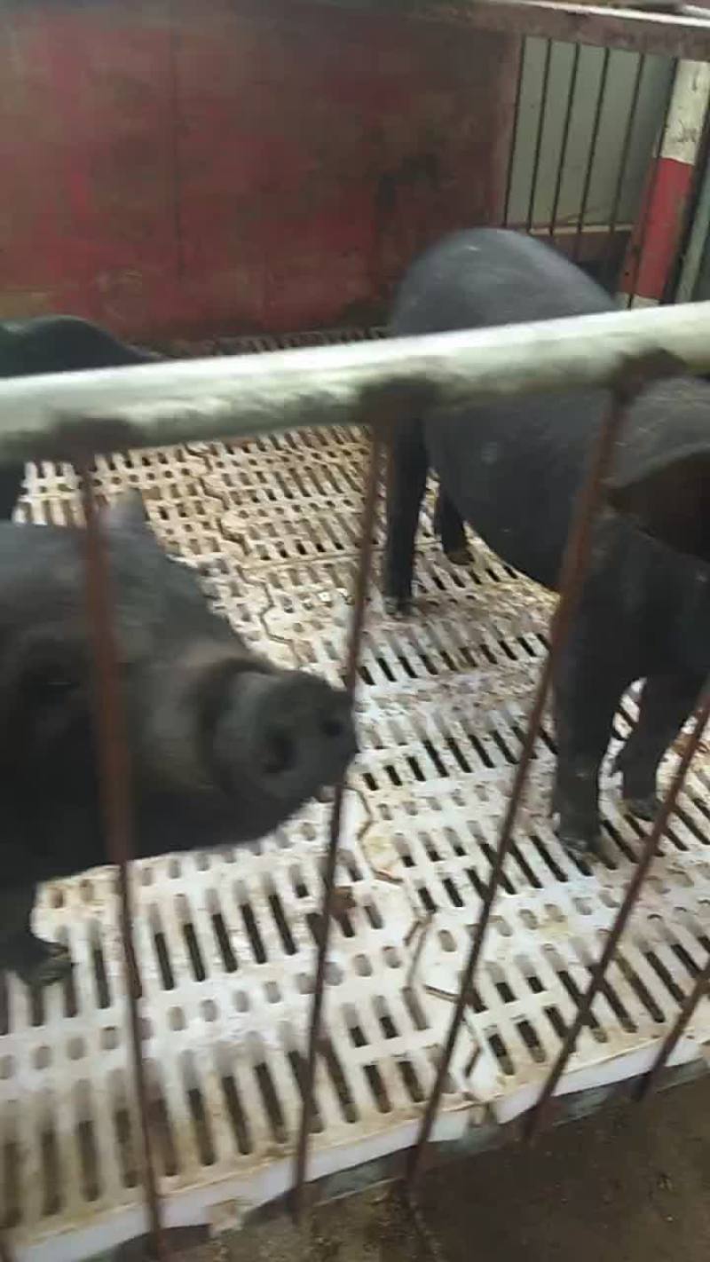 原种太湖母猪