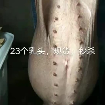 原种太湖母猪
