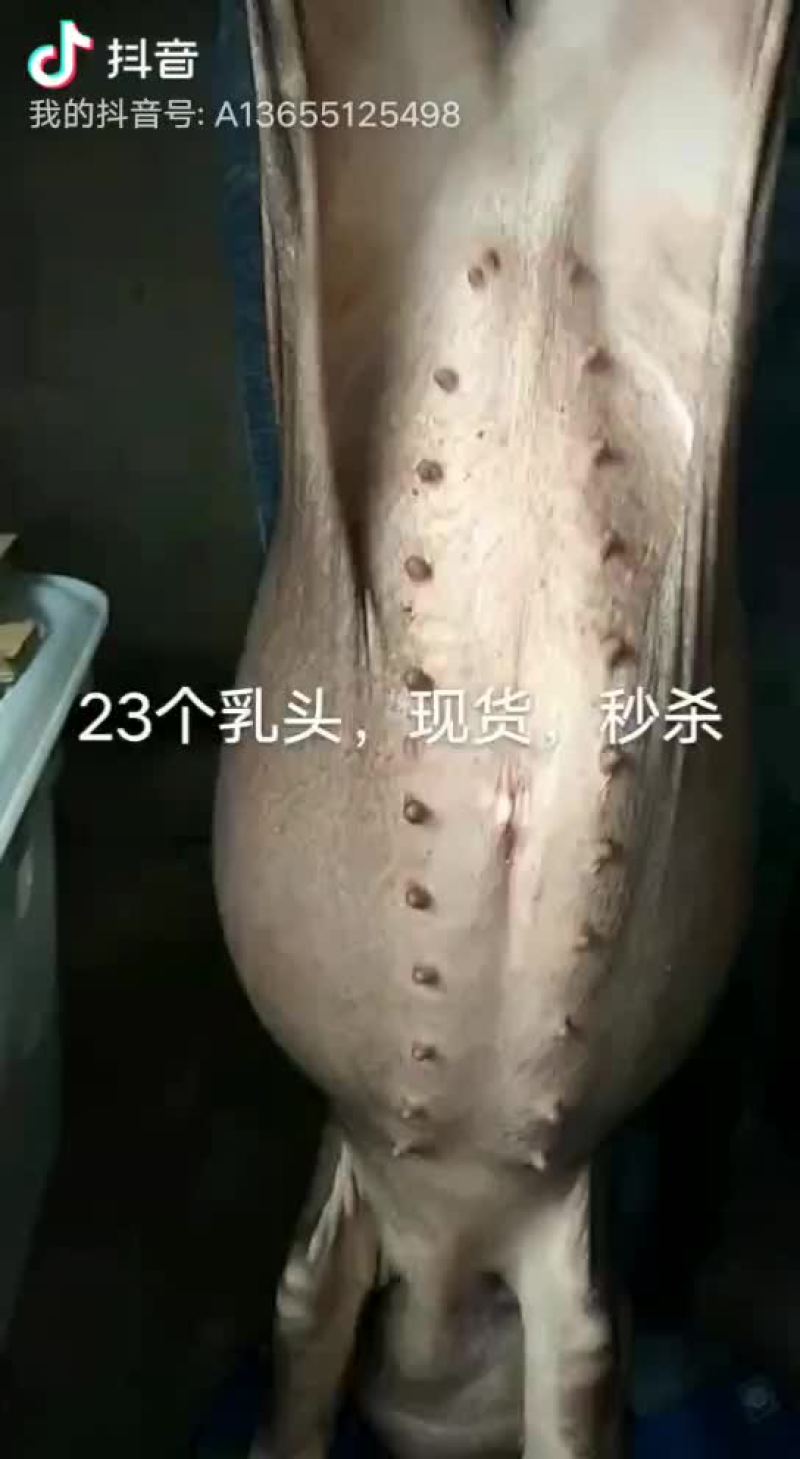 原种太湖母猪