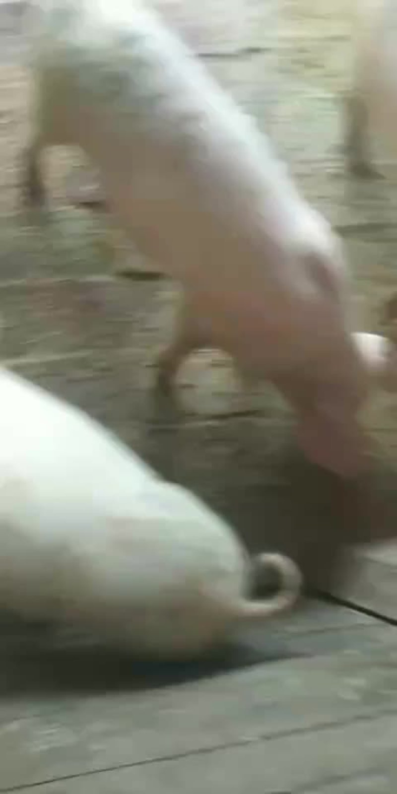 原种太湖母猪