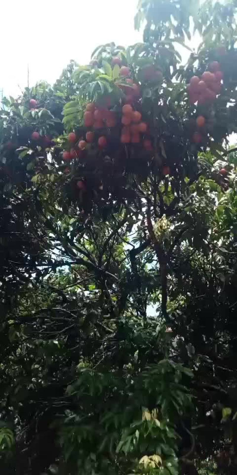荔枝