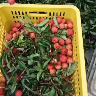 荔枝