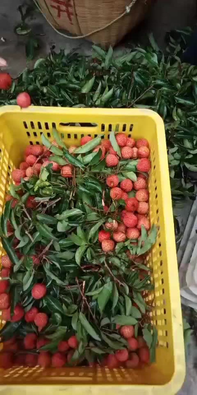 荔枝