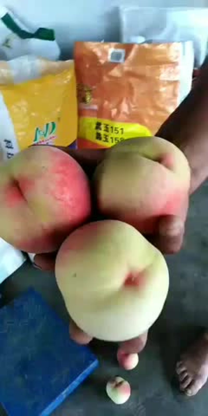 毛桃