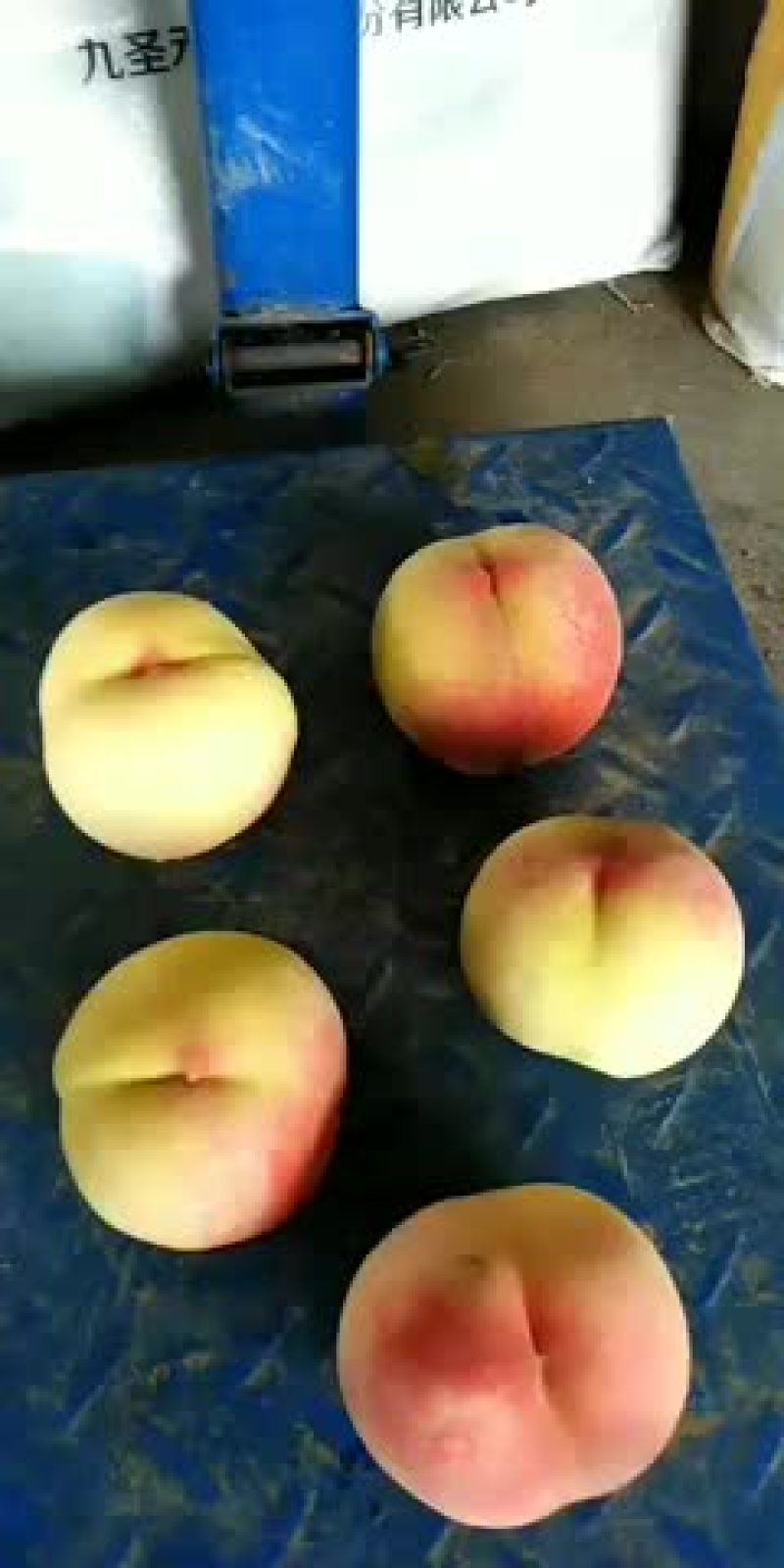 毛桃