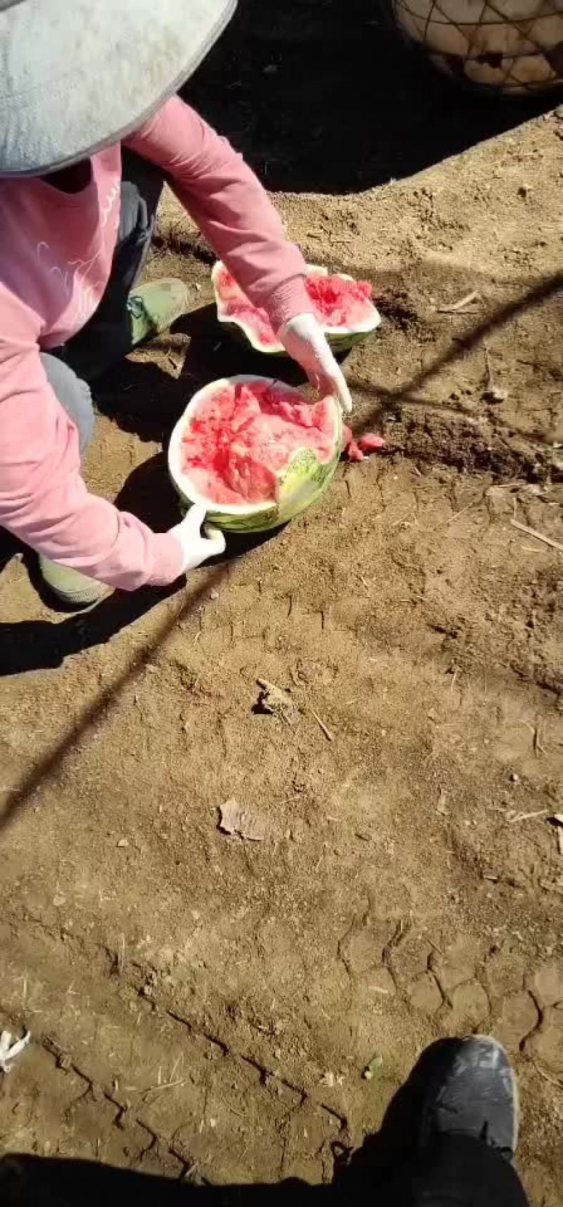正宗麒麟瓜