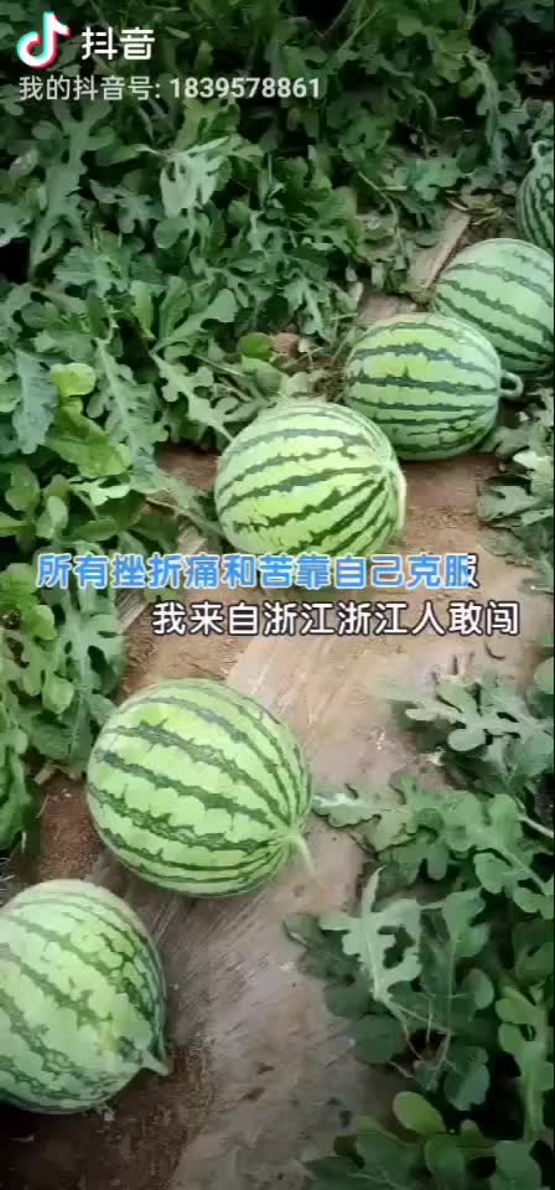 正宗麒麟瓜