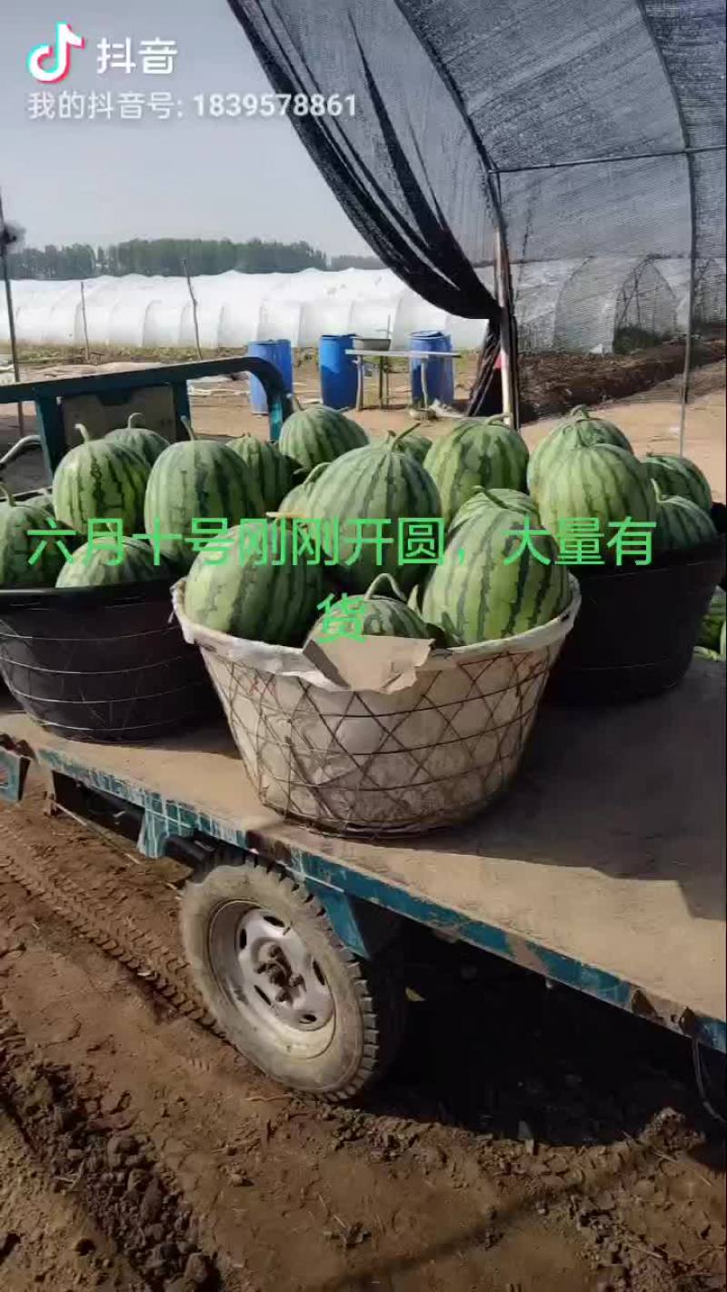 正宗麒麟瓜