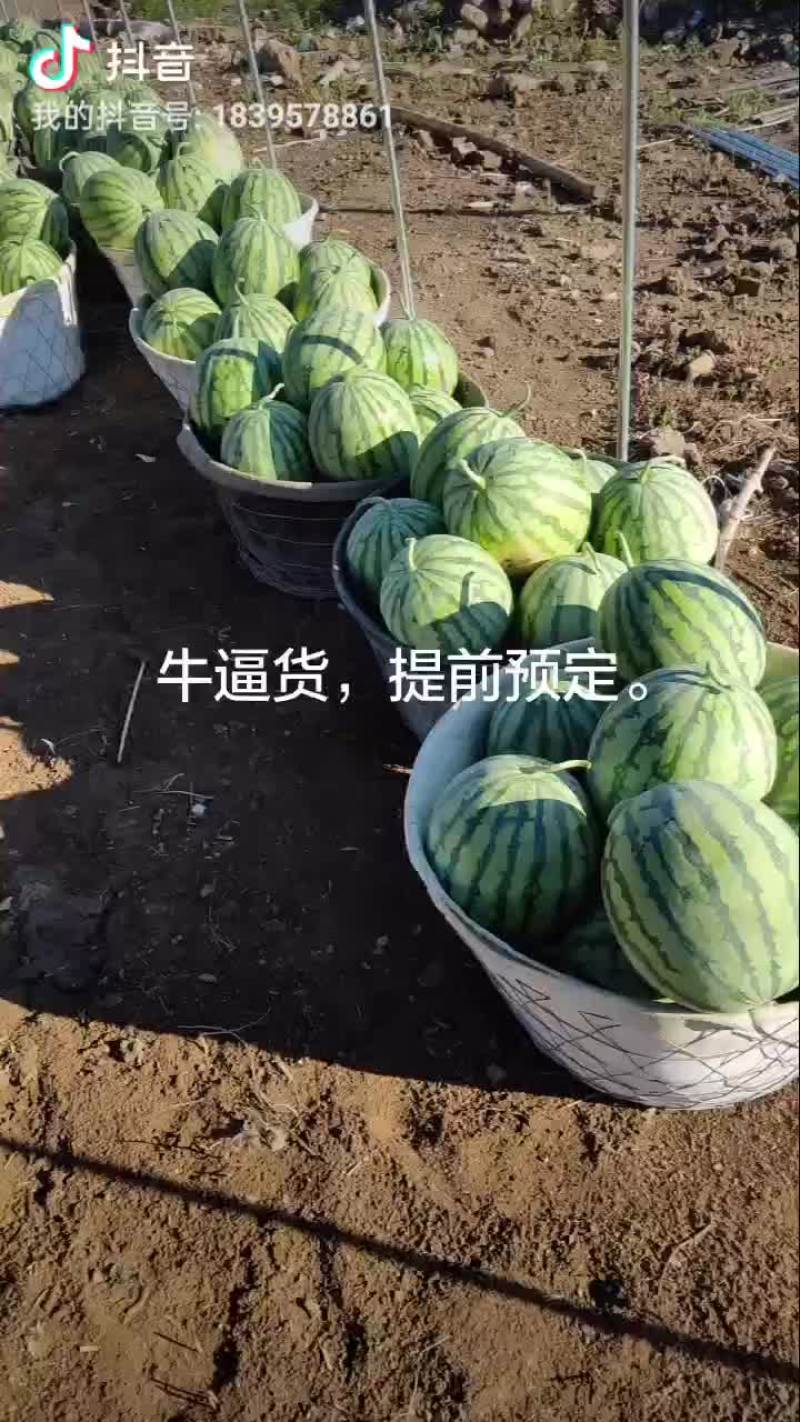 正宗麒麟瓜