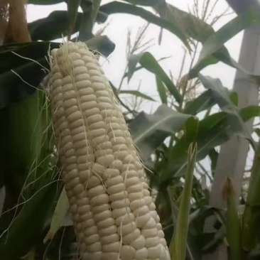白玉米热卖中