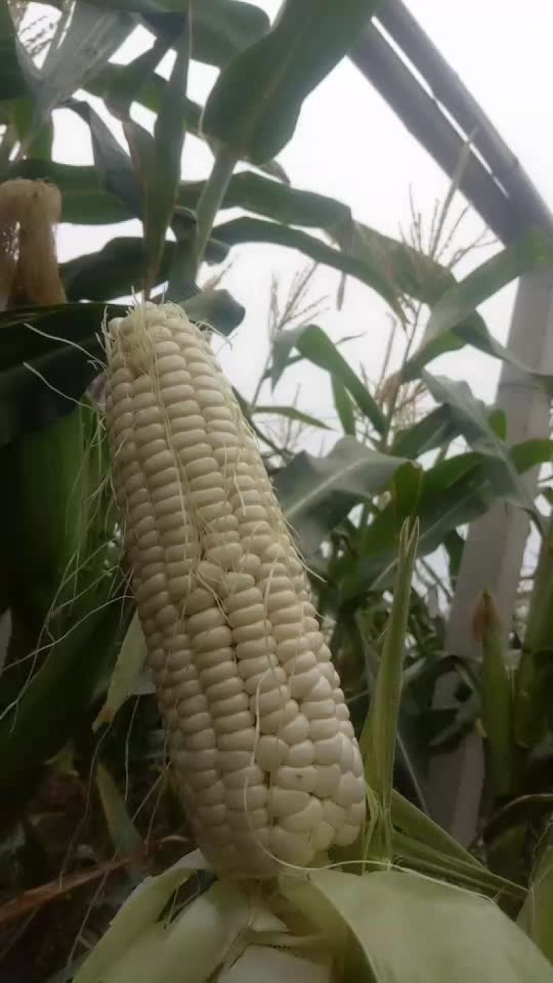 白玉米热卖中
