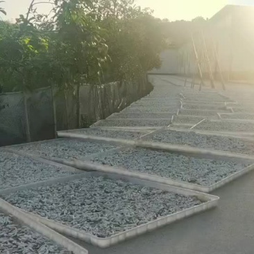 僵蚕
