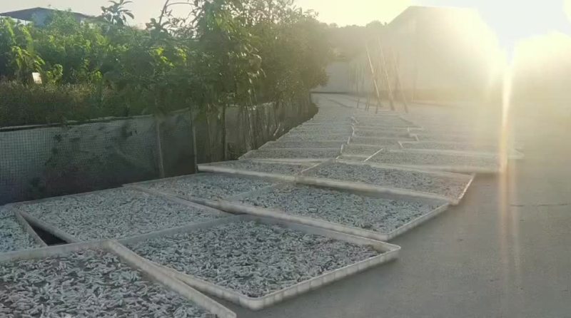 僵蚕