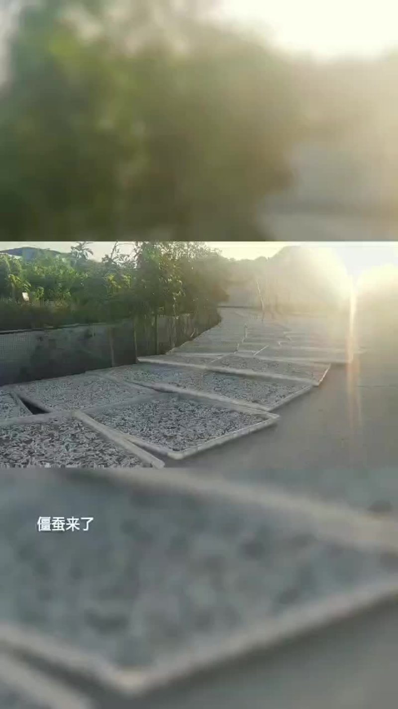 僵蚕