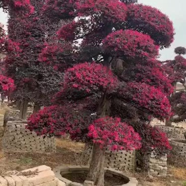 红花继木树桩
