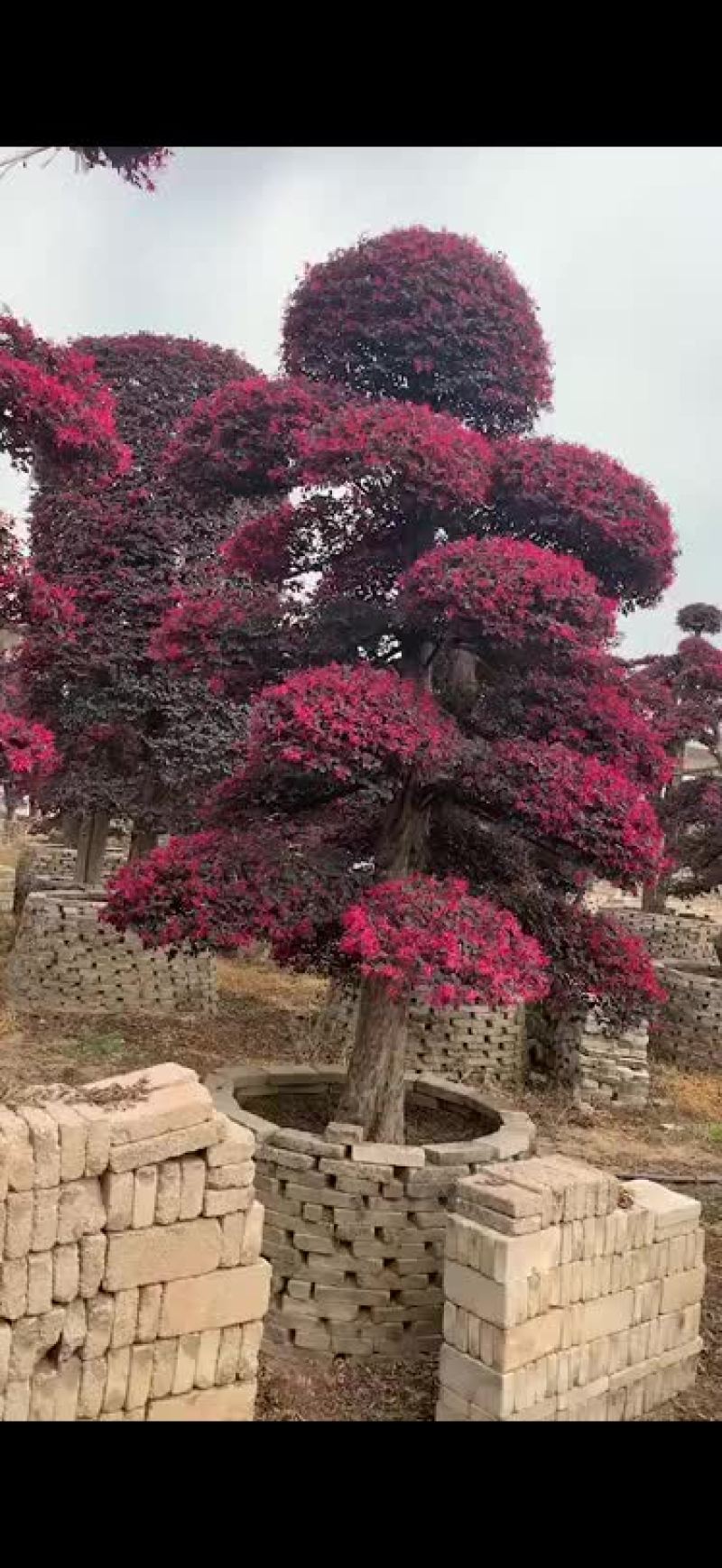 红花继木树桩