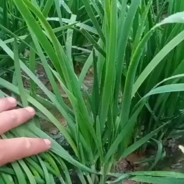 天天鲜果蔬
