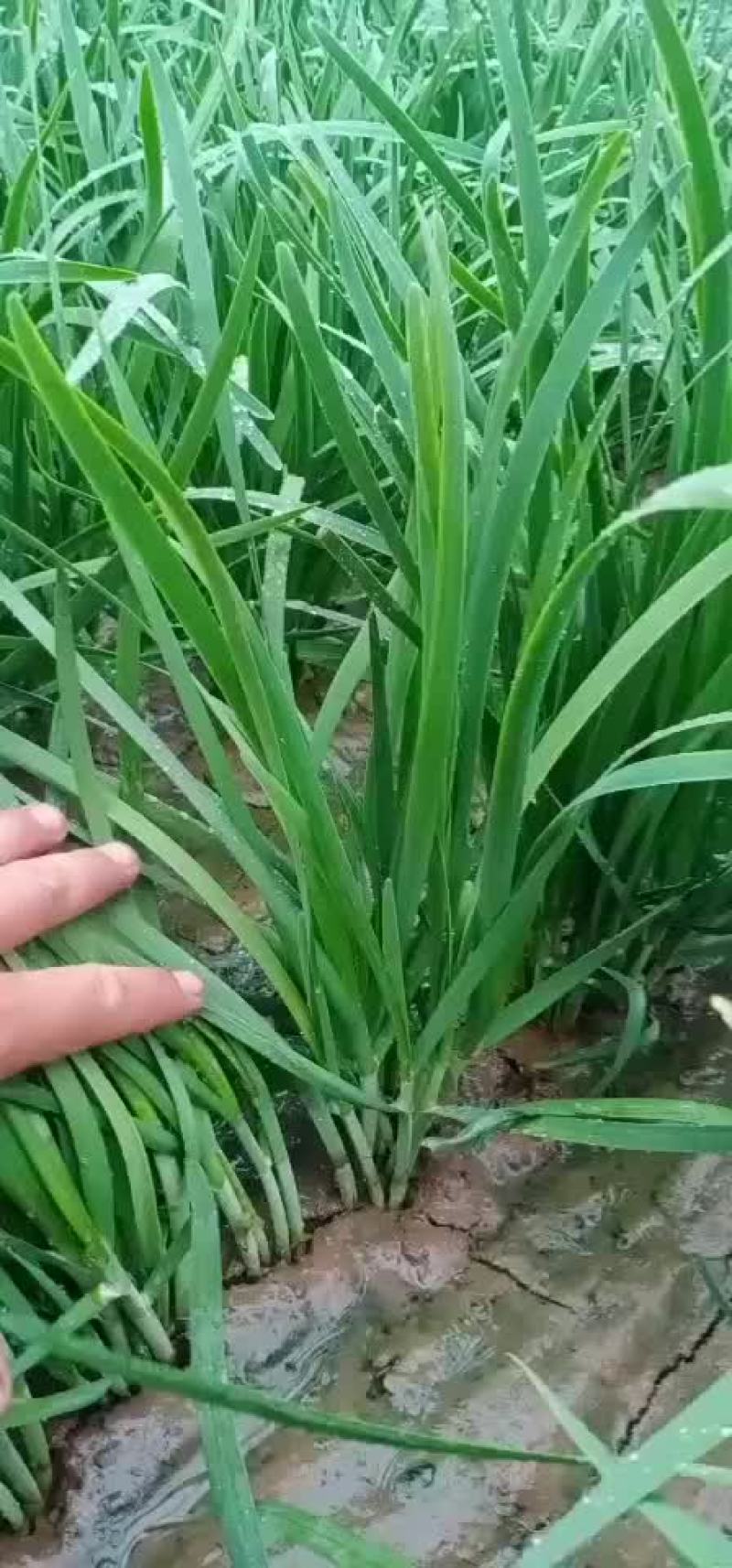 天天鲜果蔬