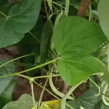 甘肃徽县架豆王上市