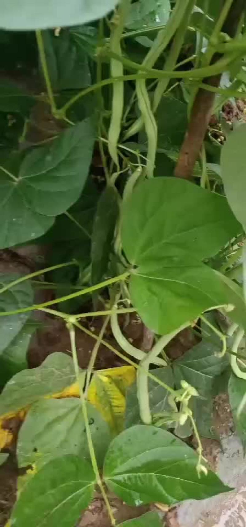 甘肃徽县架豆王上市