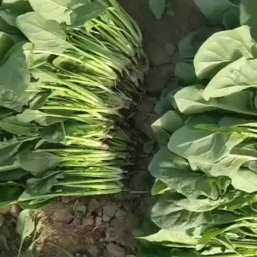 菠菜