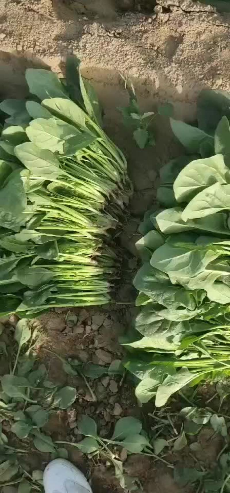 菠菜