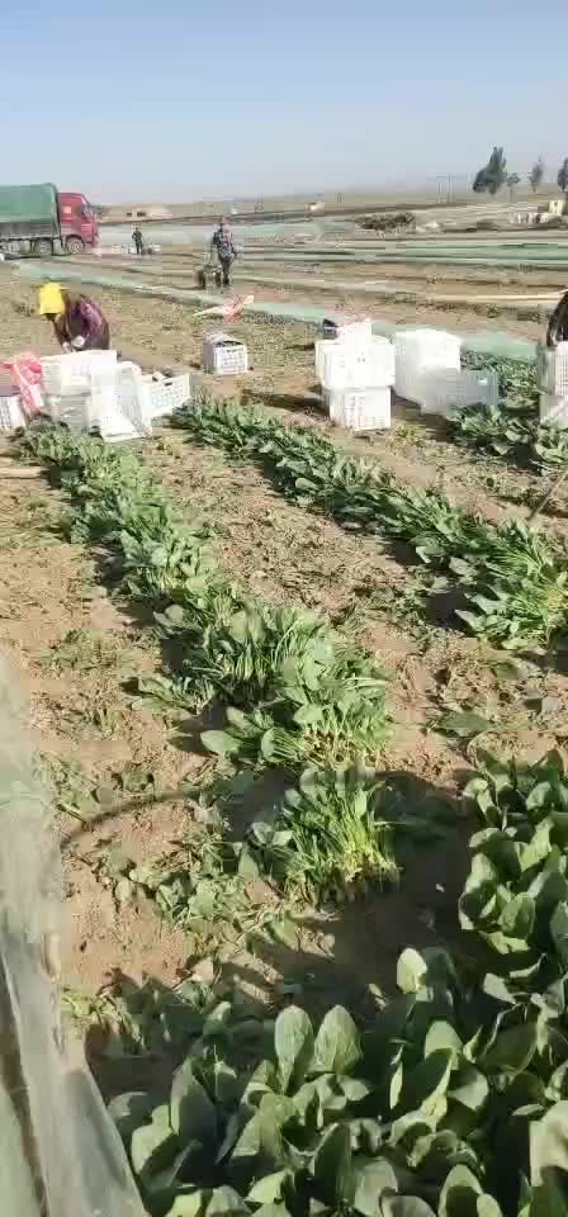 菠菜