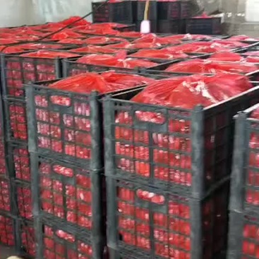 千禧贝贝圣女，各种瓜果蔬