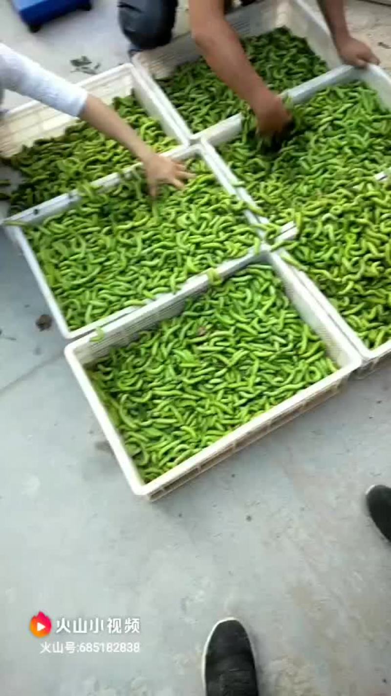 豆虫