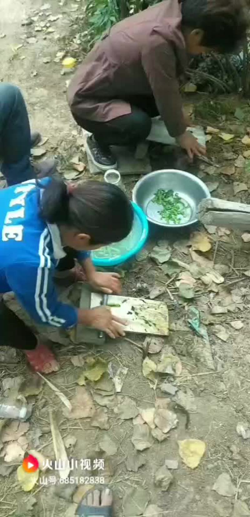 豆虫