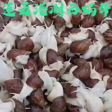 白玉蜗牛