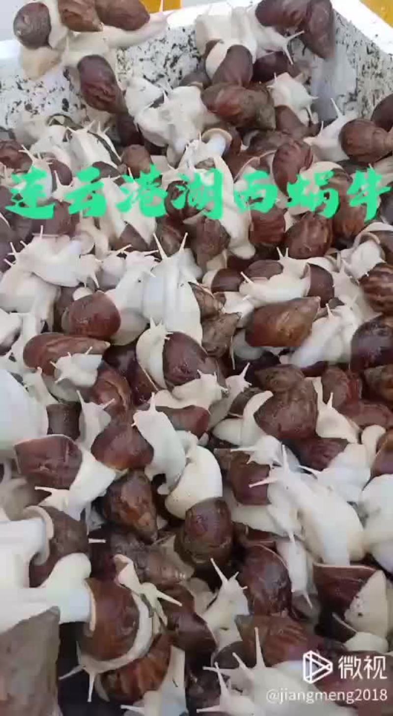 白玉蜗牛
