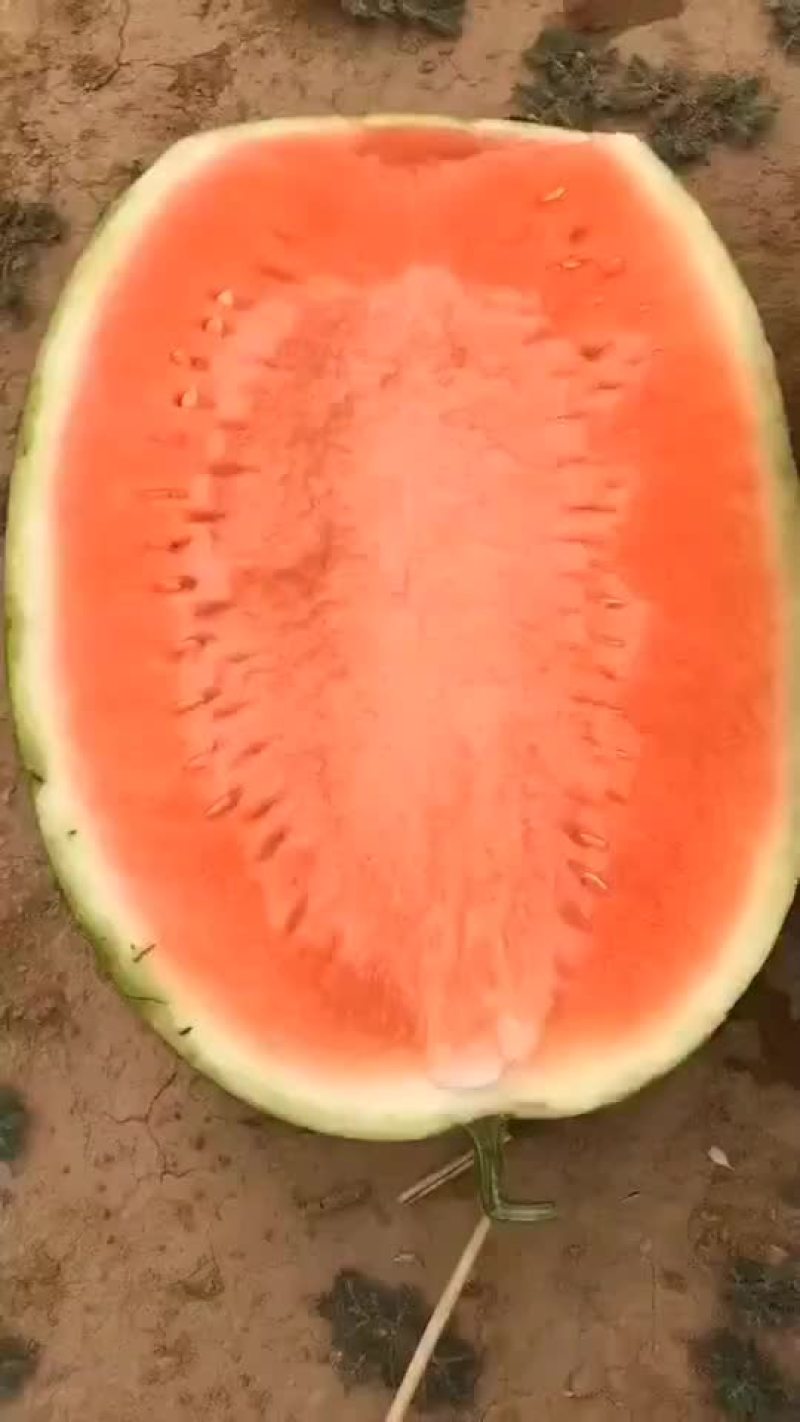 甜王