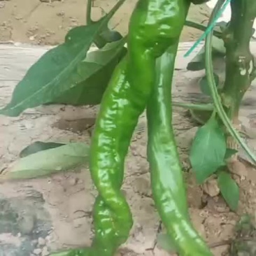 蔬菜