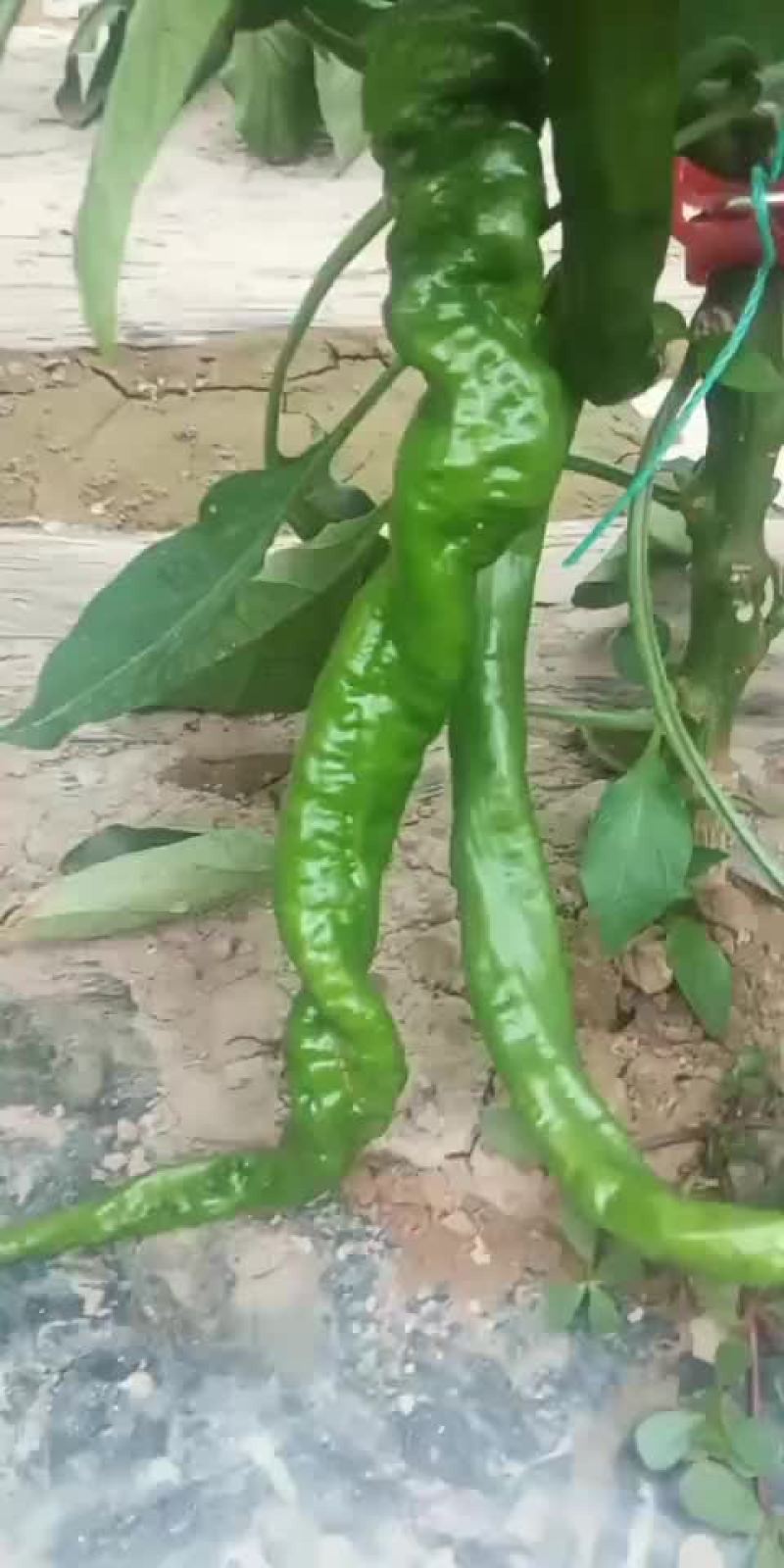 蔬菜