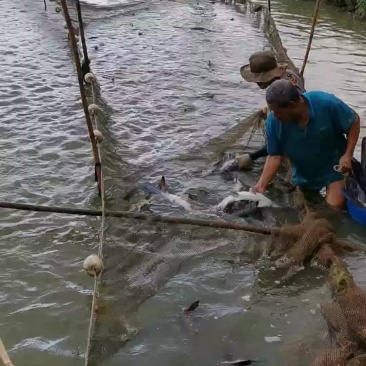 最近忙没有及时发布鸭嘴鱼