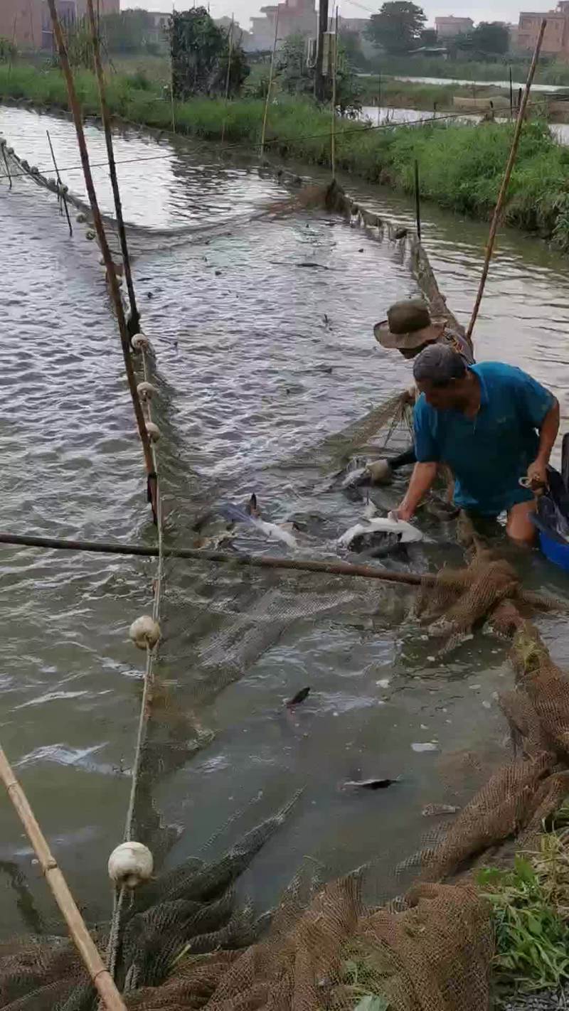 最近忙没有及时发布鸭嘴鱼